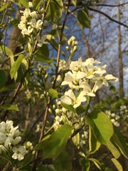 Amelanchier sanguinea