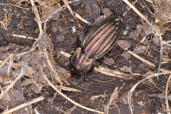 Carabus melancholicus