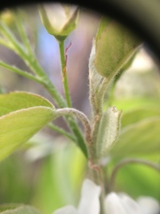 Amelanchier sanguinea