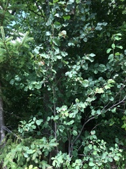 Amelanchier sanguinea