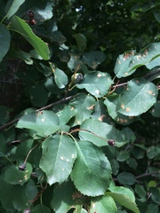 Amelanchier sanguinea