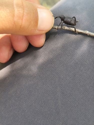 Tartarisus signatipennis