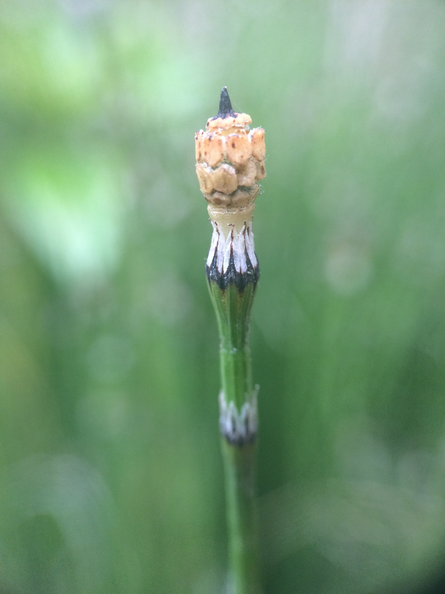 Equisetum variegatum ssp. variegatum