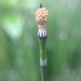 Variegated Horsetail - Photo no rights reserved, uploaded by Étienne Lacroix-Carignan