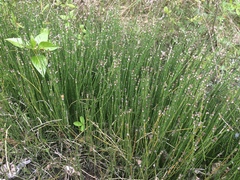 Equisetum variegatum variegatum