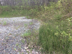 Equisetum variegatum variegatum