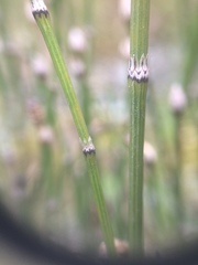 Equisetum variegatum variegatum