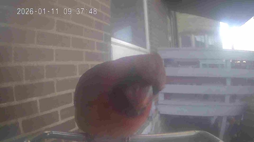Northern Cardinal photographed in Missouri