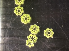 Equisetum variegatum variegatum