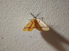 Phoenicocampa rubrifasciata