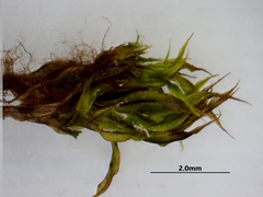 Ptychostomum cernuum