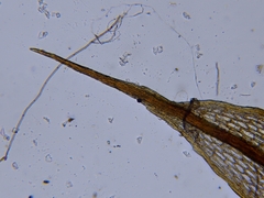Ptychostomum cernuum