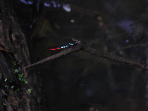 Western Red-tipped Jewel