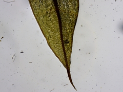 Ptychostomum cernuum