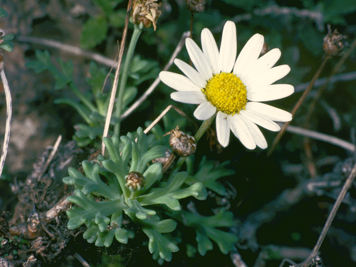 Marguerite daisy (Argyranthemum frutescens)