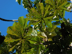 Cecropia insignis