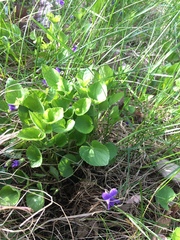Viola septentrionalis