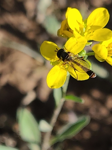 Unknown species found near Organ Pipe Cactus National Monument, Pima County, US-AZ, US