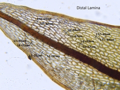 Ptychostomum cernuum