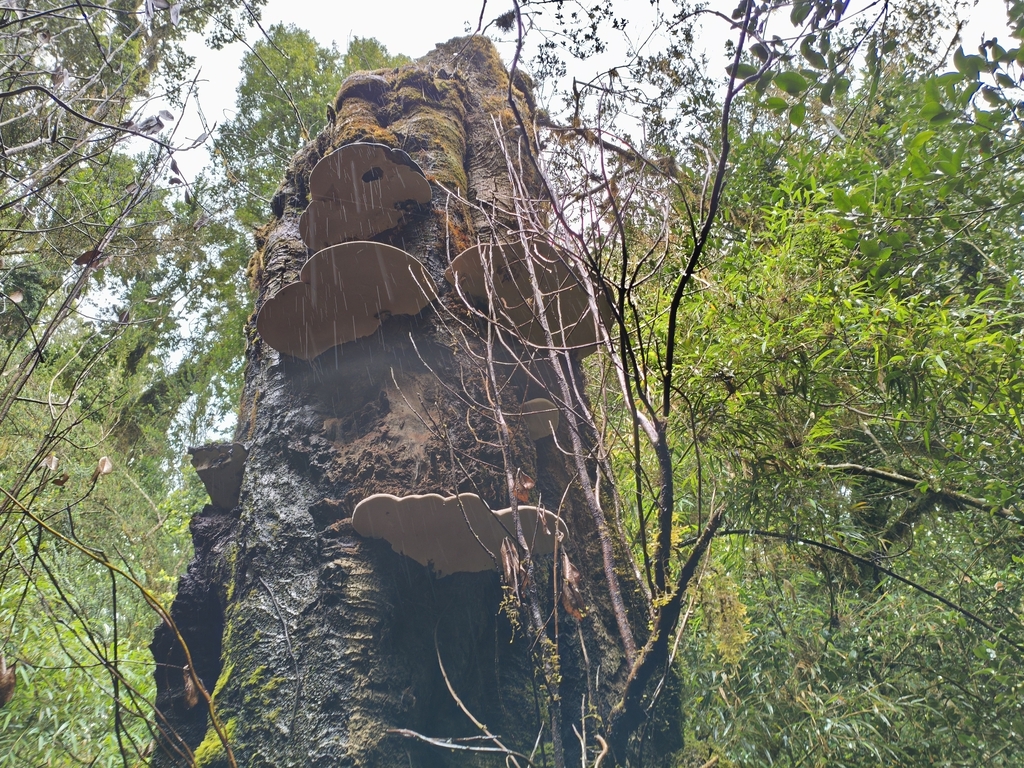 Ganoderma australe · December 2025 · photo: © nutri_gabi_barrera (iNaturalist, cc0)