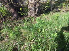 Viola septentrionalis