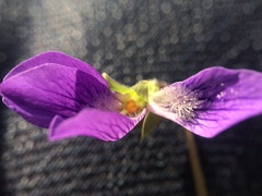 Viola septentrionalis