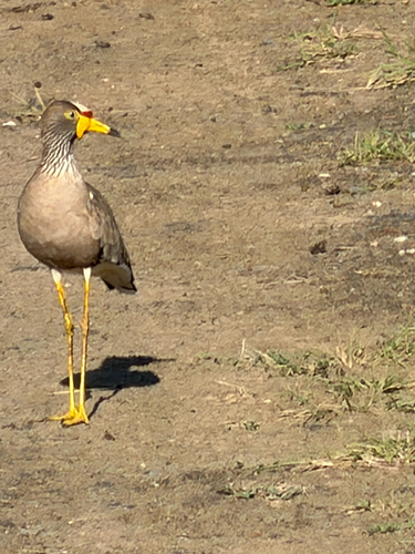 African Wattled Lapwing (Vanellus senegallus)