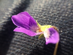 Viola septentrionalis