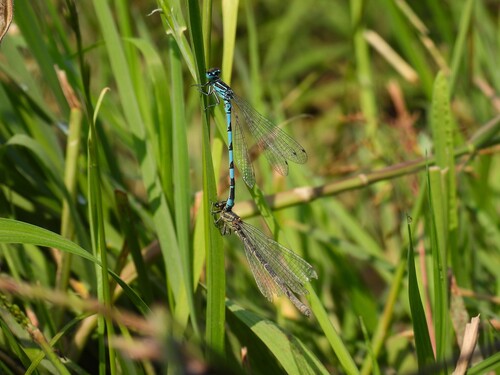 Southern Damselfly