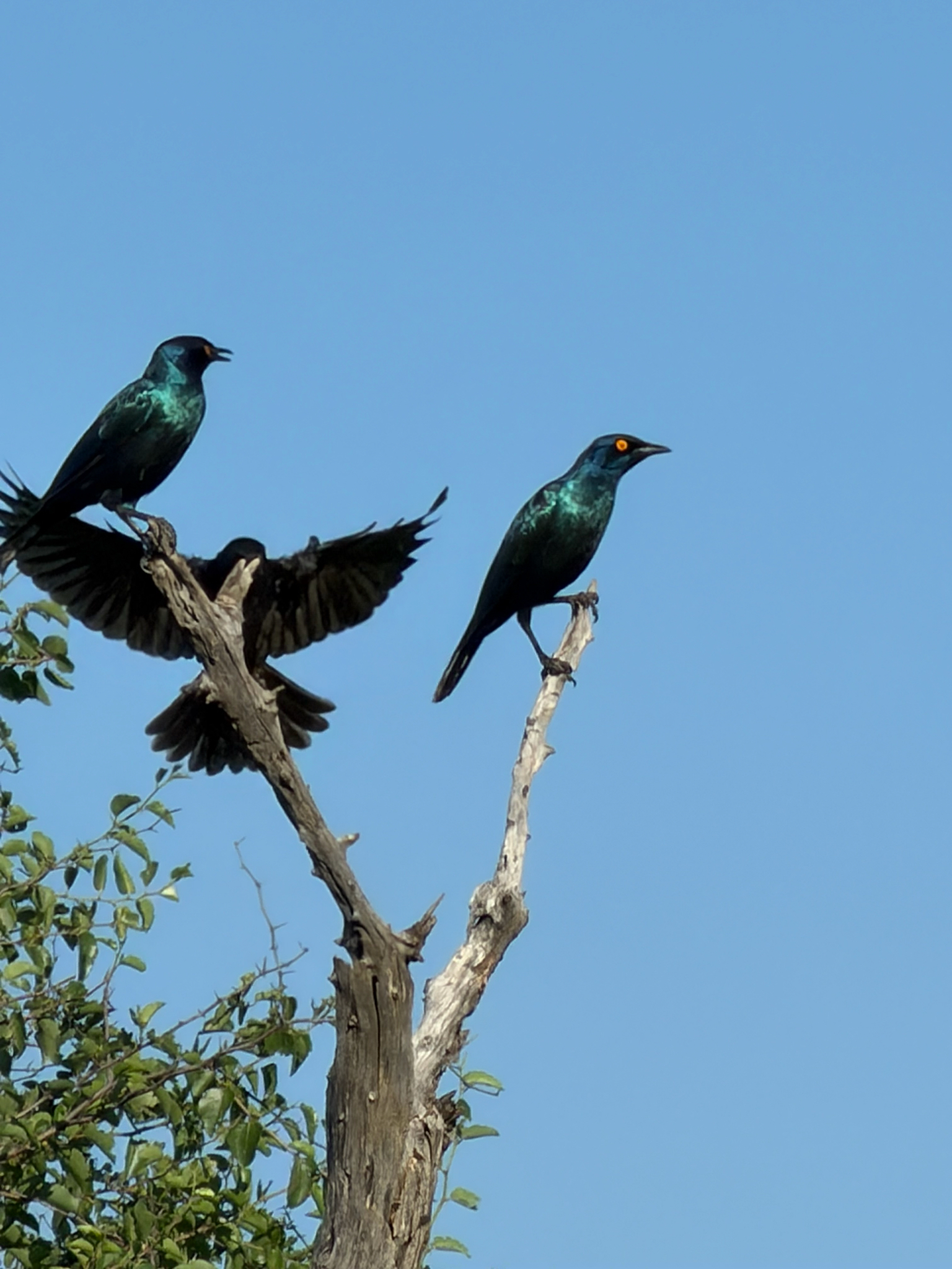 Cape Starling (Lamprotornis nitens), photo 1