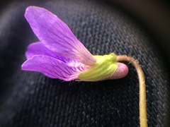 Viola septentrionalis