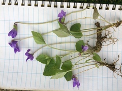 Viola septentrionalis