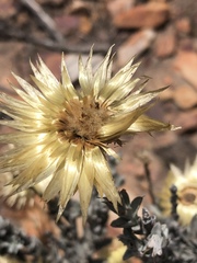 Syncarpha ferruginea