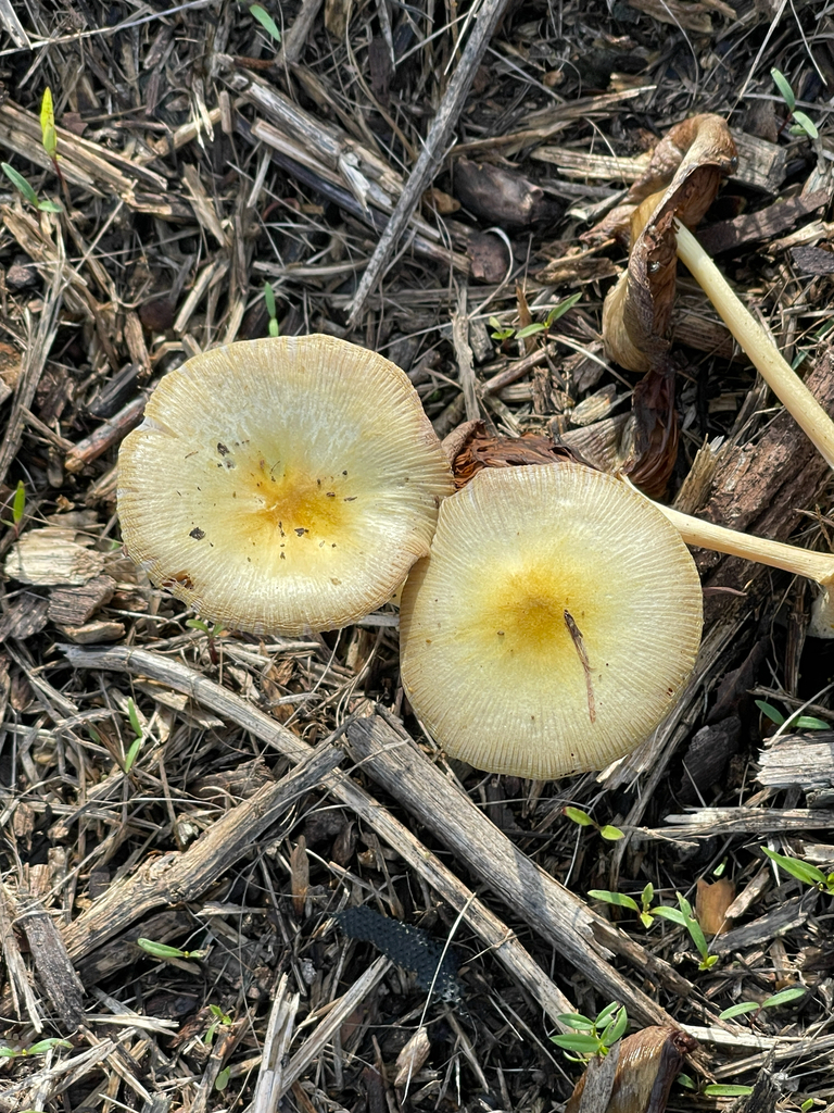 Bolbitius titubans · January 2026 · photo: © ingolfaskevold (iNaturalist, cc-by-nc)