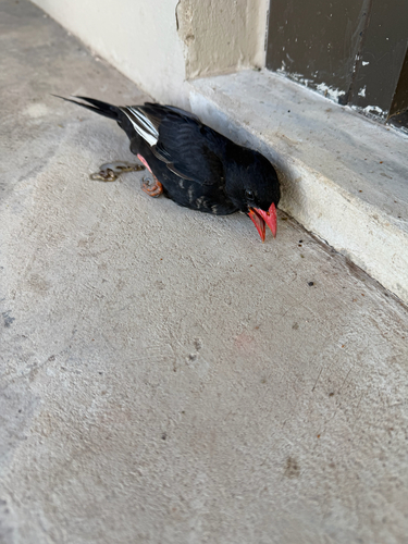 Red-billed Buffalo Weaver (Bubalornis niger), photo 2