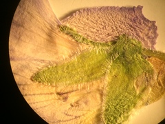 Viola septentrionalis