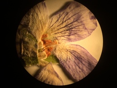 Viola septentrionalis