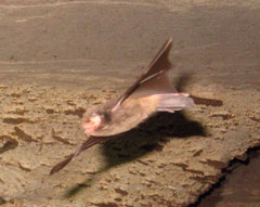 Miniopterus