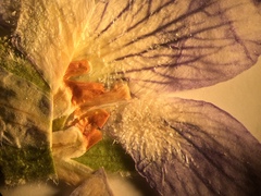 Viola septentrionalis
