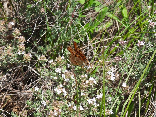 Photo of Spanish Fritillary (Euphydryas desfontainii)