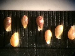 Viola septentrionalis