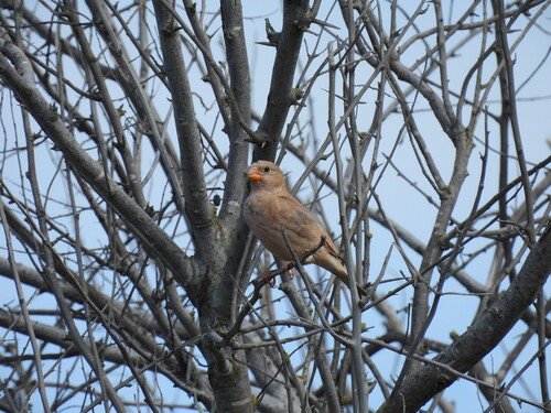 Camachuelo trompetero (Bucanetes githagineus)