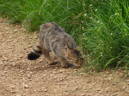 Gato montés (Felis silvestris)