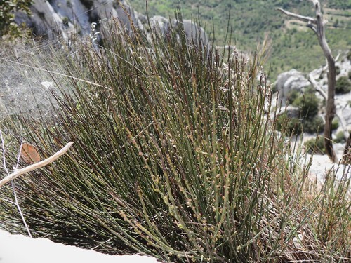 Large sea grape (Ephedra nebrodensis)
