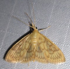 Crocidophora serratissimalis