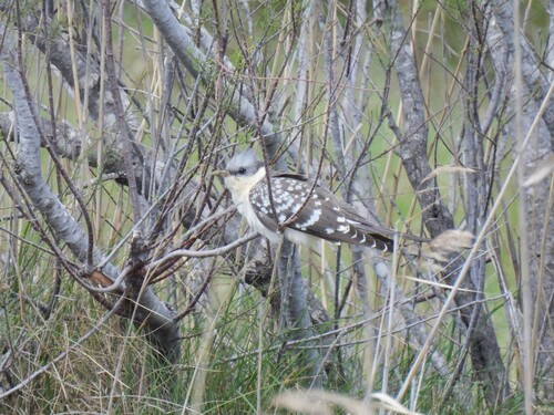 Críalo europeo (Clamator glandarius)