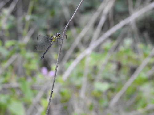 Slender Jungleskimmer