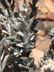 Syncarpha ferruginea