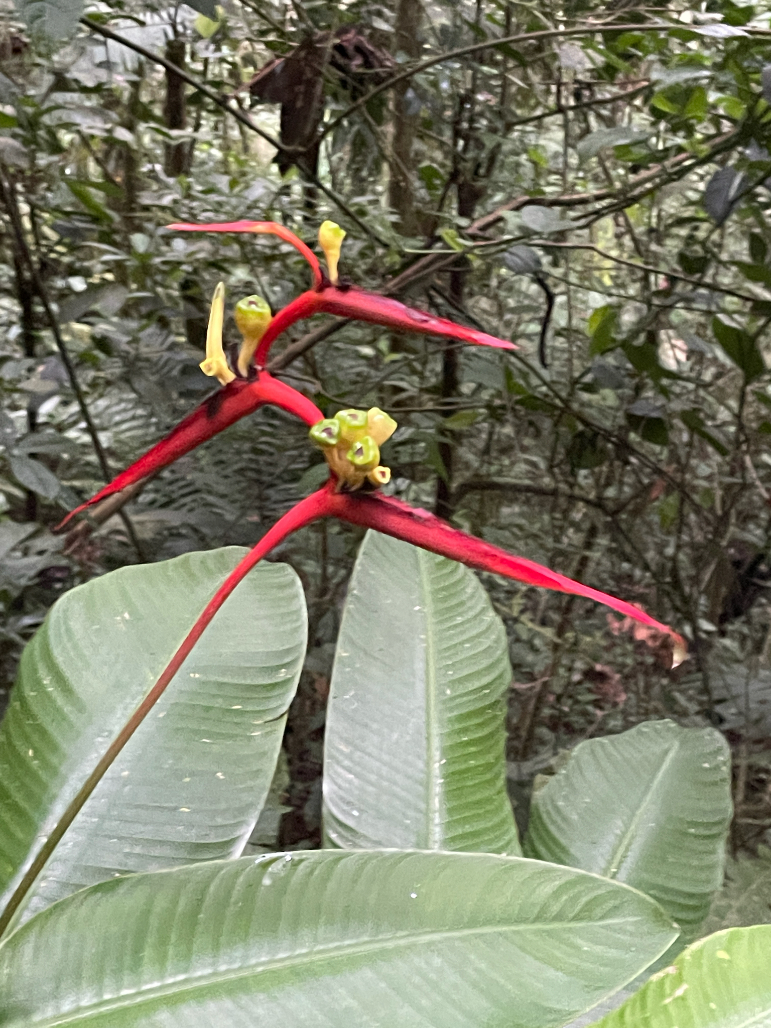 False bird of paradise