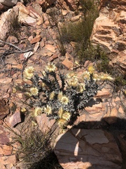 Syncarpha ferruginea